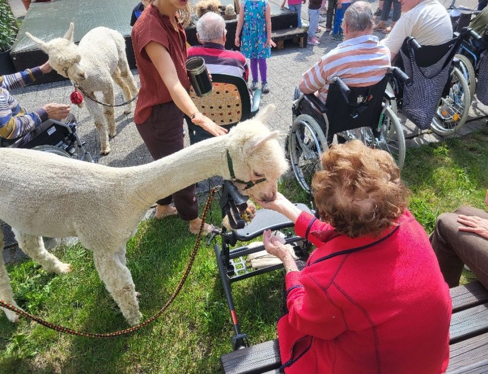 Senior*innen sitzen zusammen und füttern Lamas